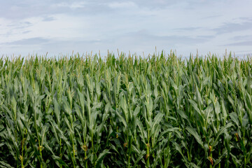 Landscape nature view of green corn trees in the field with green leaves under blue sky and white could, Full grown maize plants in plantation on countryside, Agriculture industry in Netherlands.