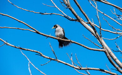 Australian Noisy Miner (Manorina melanocephala)