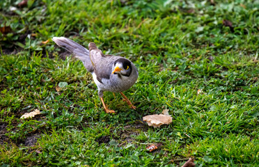 Australian Noisy Miner (Manorina melanocephala)