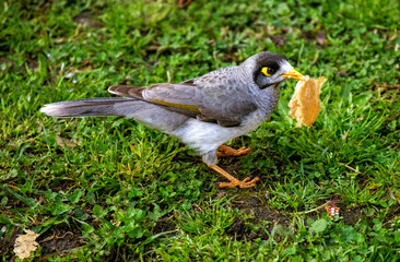 Australian Noisy Miner (Manorina melanocephala)