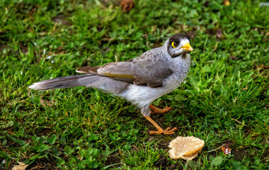 Australian Noisy Miner (Manorina melanocephala)