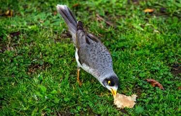 Australian Noisy Miner (Manorina melanocephala)