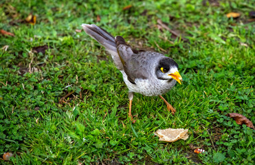 Australian Noisy Miner (Manorina melanocephala)