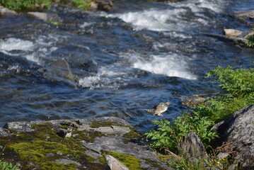Grouse (Rypa - Norwegian)
Kinnarodden, Finnmark 
Norway