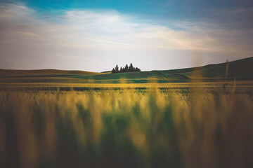 Green field, Palouse, Eastern Washington