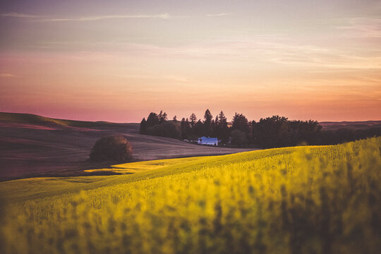 A farm house, Palouse, Eastern Washington