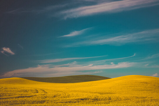 Yellow and green fields, Palouse, Eastern Washington