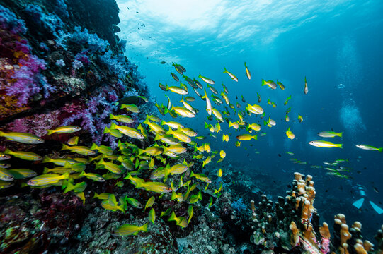 shoal of fish in the tropical waters at the Andaman Sea in Thailand