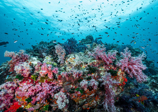 soft coral in the tropical waters at the Andaman Sea in Thailand