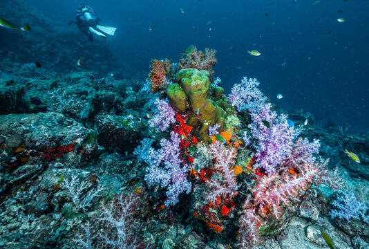 soft coral in the tropical waters at the Andaman Sea in Thailand