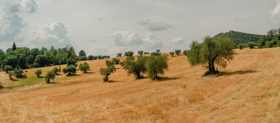 Harvested wheat field with olive trees. Terni province, Umbria, Italy