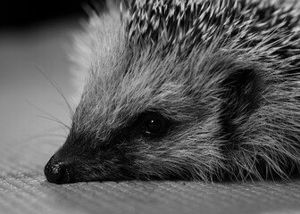 close up of a hedgehog
