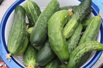 cucumbers in the market