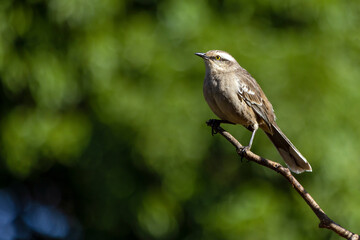 The chalk-browed mockingbird or 