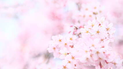 Cherry blossom, Blossom, Landscape