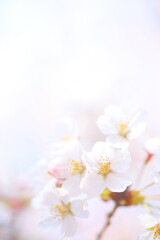 Naklejka na ściany i meble Cherry blossoms, Petal, Close-up