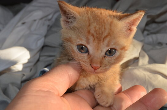 Chat Roux Images Browse 238 Stock Photos Vectors And Video Adobe Stock Chat Roux Images Browse 238 Stock Photos Vectors And Video Adobe Stock