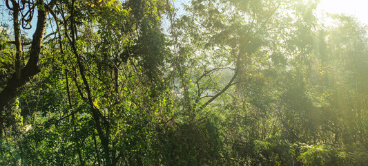forest bush grass foliage tropical vegetation bromeliad flower tree trunk texture leaf green life wall stone rock bamboo forest woods ground dust granite sun sky alley ivy moss fungus hedge plant