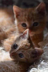 chatons roux
