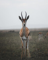 Photograph of a male gazelle (springbok) looking at the camera during a safari in the Serengeti National Park in Tanzania. Impala antelope in African savannah. - obrazy, fototapety, plakaty