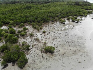 Aerial shot of mangrove trees and low tide natural beach in Philippines
