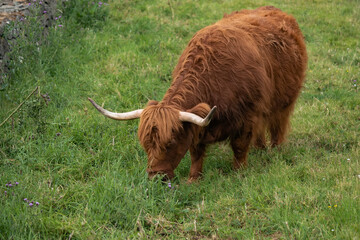 Brown furry highland cow with big horns grazing on a field