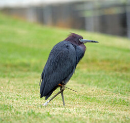 Injured Blue Heron which is shot by a blow dart