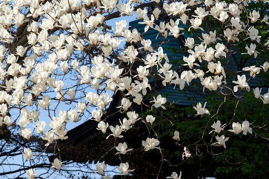 木蓮 Images Browse 2 226 Stock Photos Vectors And Video Adobe Stock