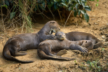 Lobo gargantilla en familia, Pantanal , Brasil - 524364295