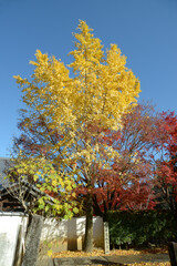 秋の金戒光明寺　境内の紅葉　京都市左京区黒谷