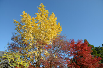 Fototapeta premium 秋の金戒光明寺 境内の紅葉 京都市左京区黒谷