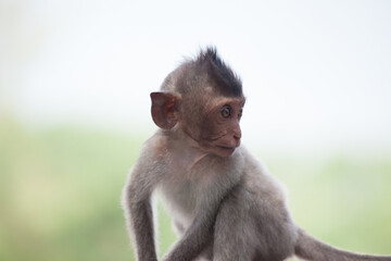 可愛いサル