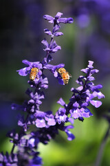 bees on purple salvia flowers