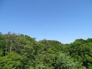 青空と森