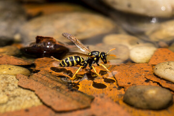 Southern paper wasp (Polistes dominula)