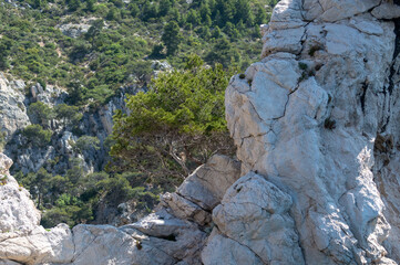 Mediterranean pine tree growing on white limestone rocks and cliffs in Calanques national park, Provence, France