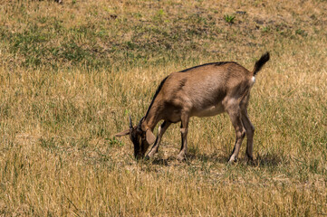 Young goats. (Capra aegagrus hircus. )