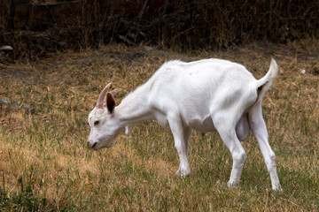 Obraz premium Young goats. (Capra aegagrus hircus. )