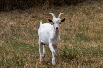 Obraz premium Young goats. (Capra aegagrus hircus. )