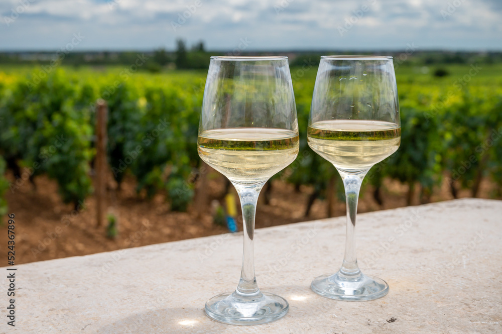 Wall mural tasting of white dry wine made from chardonnay grapes on grand cru classe vineyards near puligny-mon