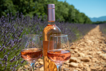 Lavender flowers fields in blossom near Valensole in Provence and glass and bottle of rose wine in sunny day, summer vacation in Provence, France