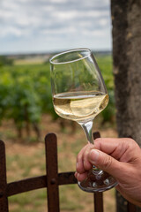 Tasting of white dry wine made from Chardonnay grapes on grand cru classe vineyards near Puligny-Montrachet village, Burgundy, France