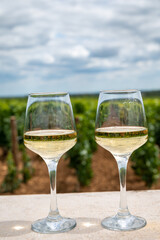 Tasting of white dry wine made from Chardonnay grapes on grand cru classe vineyards near Puligny-Montrachet village, Burgundy, France