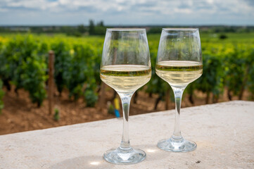 Tasting of white dry wine made from Chardonnay grapes on grand cru classe vineyards near Puligny-Montrachet village, Burgundy, France