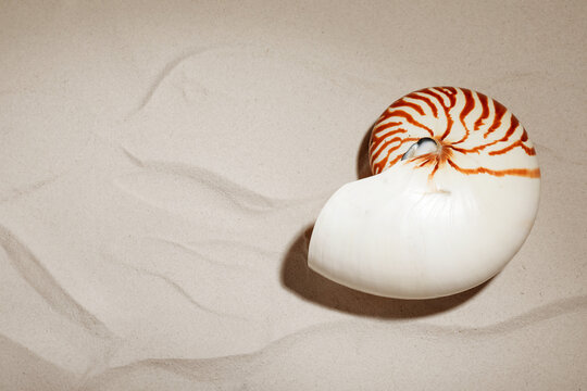 Nautilus shell on sand, top view. Space for text