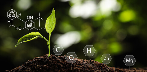 Illustration of chemical formula and elements. Young plant growing in soil outdoors, closeup