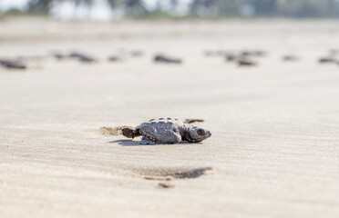 Tortugas recién nacidas listas para ser liberadas en la costa.