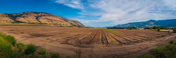 Panoramic agricultural field landscape of plowed vegetable farm with fresh green sprouts in British Columbia, Canada. Majestic brown rock mountain in the background.   