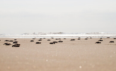 Tortugas recién nacidas listas para ser liberadas en la costa.
