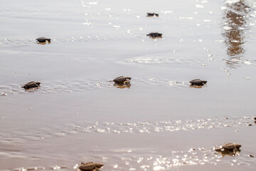 Tortugas recién nacidas listas para ser liberadas en la costa.